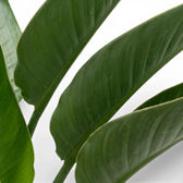 Close-up of Strelitzia reginae leaves on white background