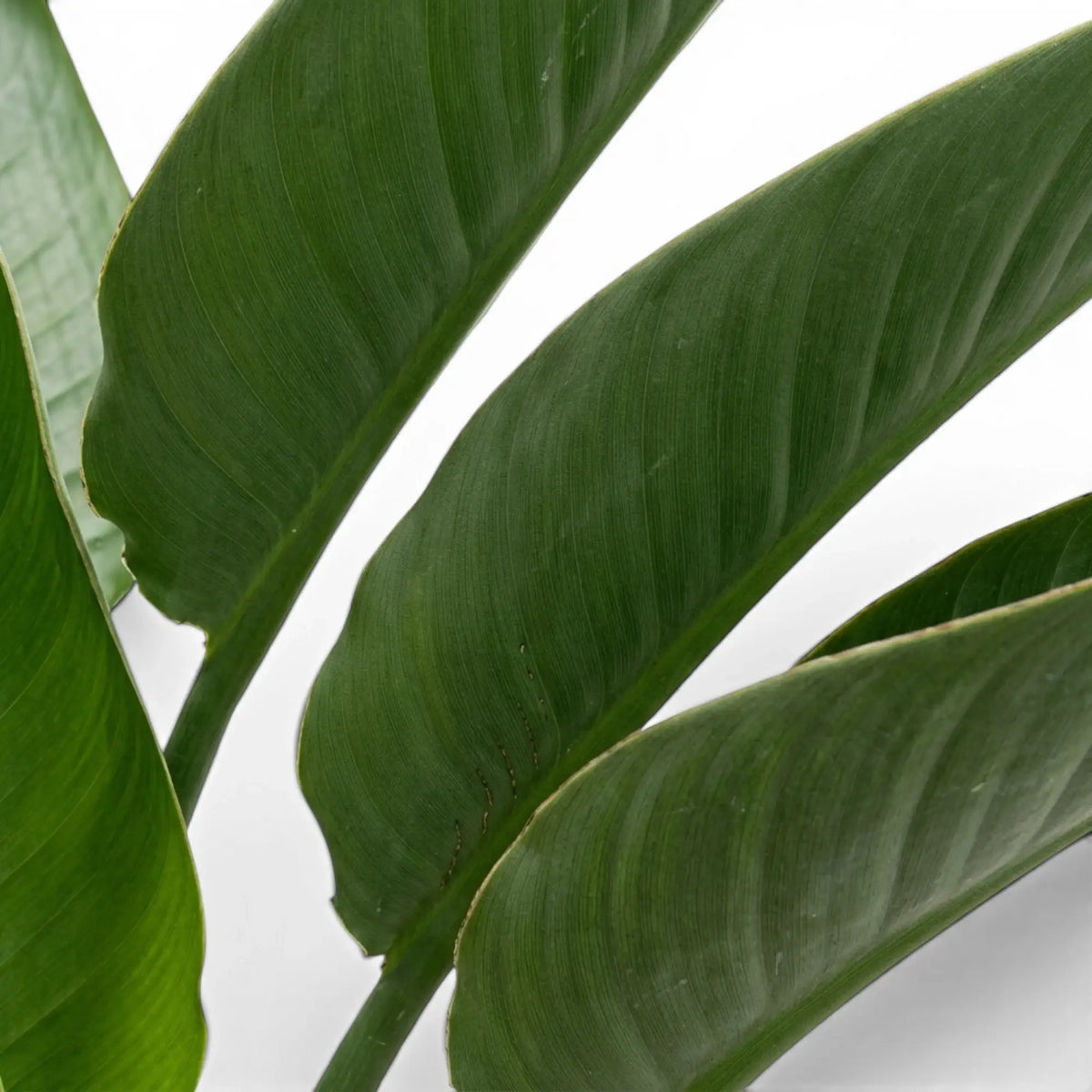 Close-up of Strelitzia reginae leaves on white background
