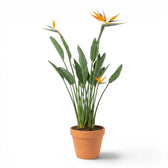 Strelitzia reginae plant in a nursery pot on white background
