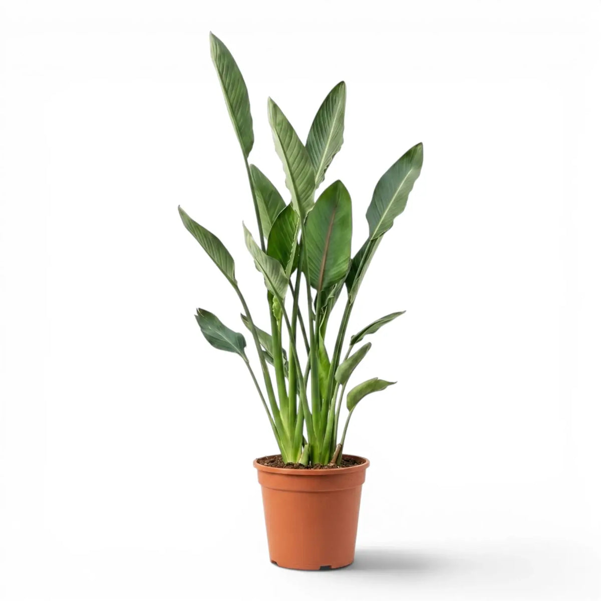 Strelitzia reginae plant in a nursery pot on white background