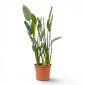 Strelitzia reginae plant in a nursery pot on white background
