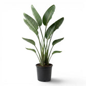 Strelitzia reginae plant in a nursery pot on white background