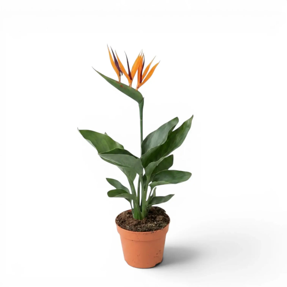 Small Strelitzia reginae plant in a nursery pot on white background
