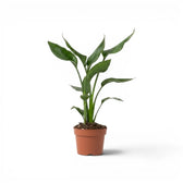 Small Strelitzia reginae plant in a nursery pot on white background