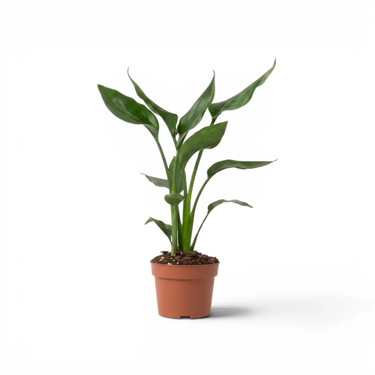Small Strelitzia reginae plant in a nursery pot on white background