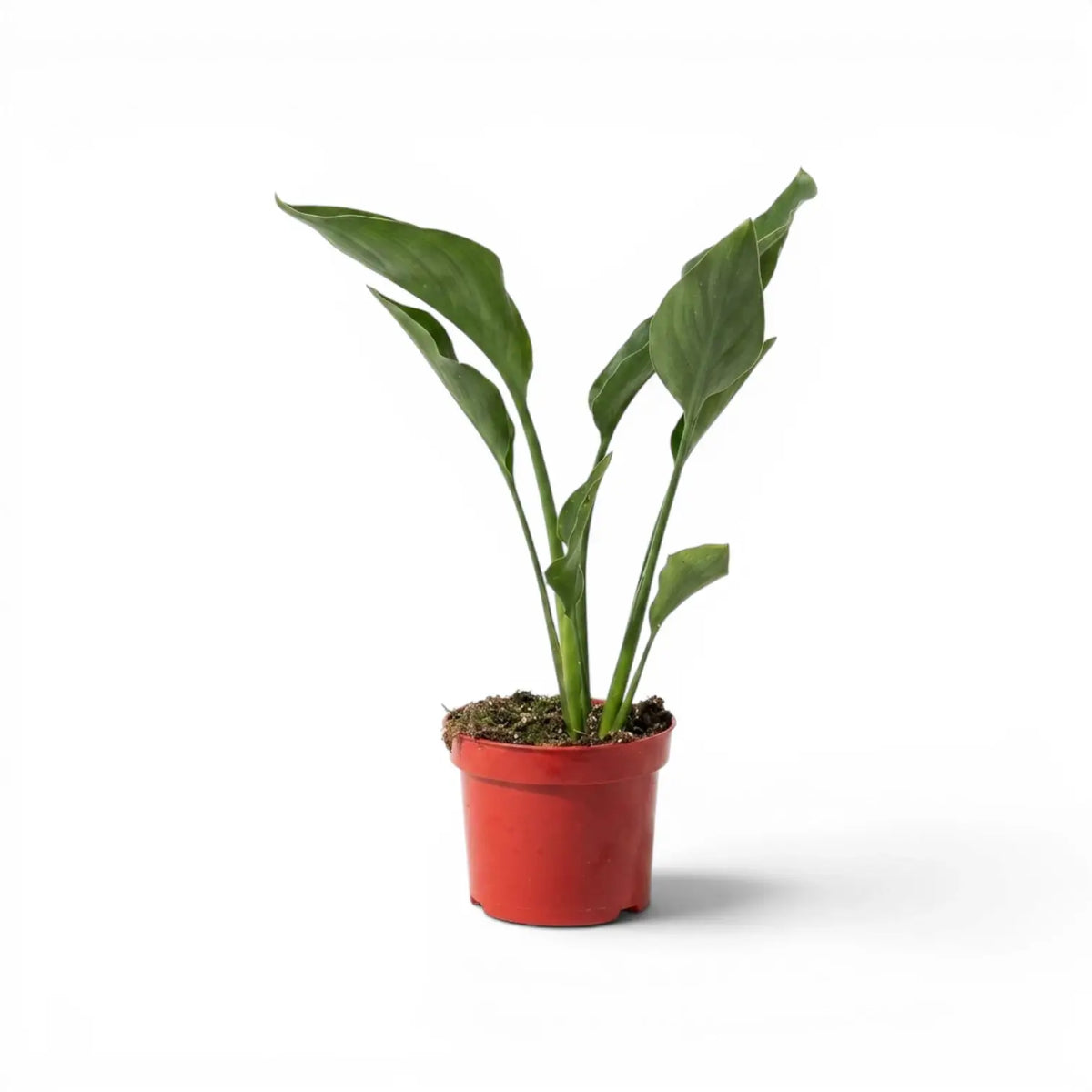 Small Strelitzia reginae plant in a nursery pot on white background