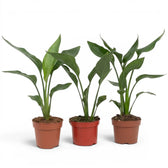 Small Strelitzia reginae plant in a nursery pot on white background