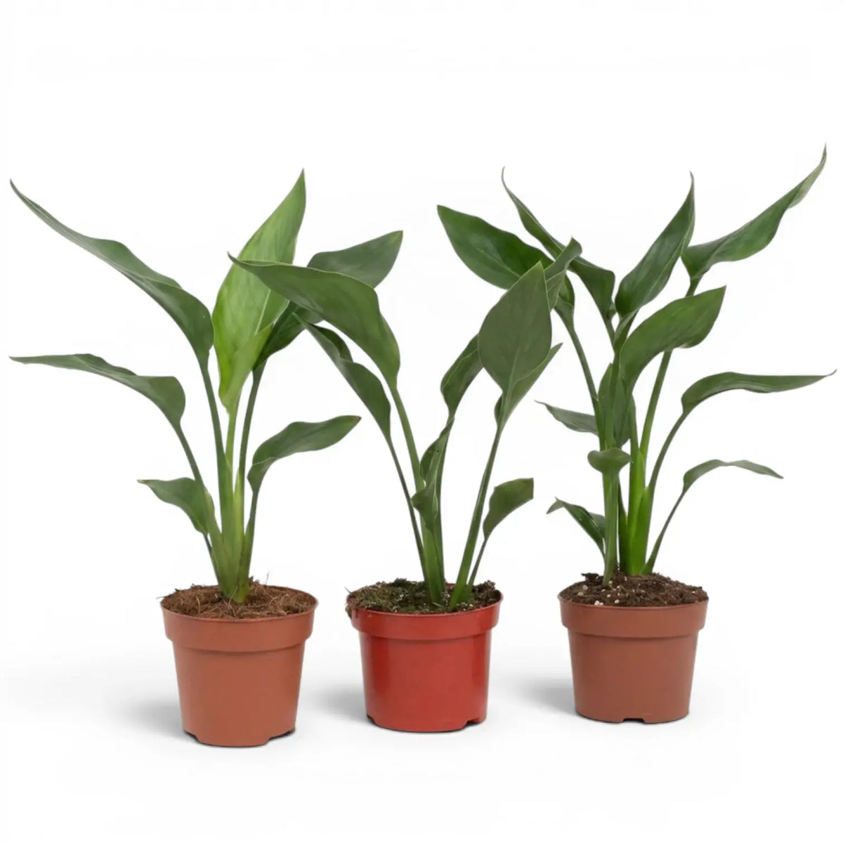 Small Strelitzia reginae plant in a nursery pot on white background