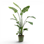 Extra large Strelitzia nicolai plant in a nursery pot on white background