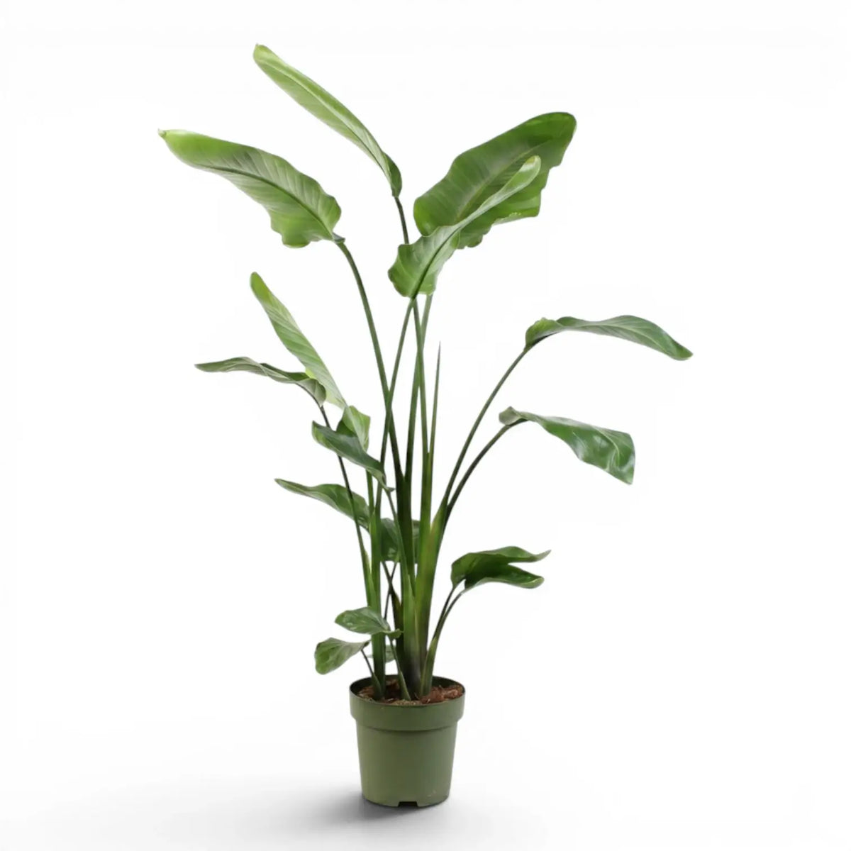 Extra large Strelitzia nicolai plant in a nursery pot on white background