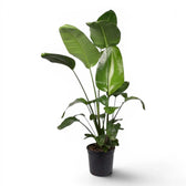 Extra large Strelitzia nicolai plant in a nursery pot on white background