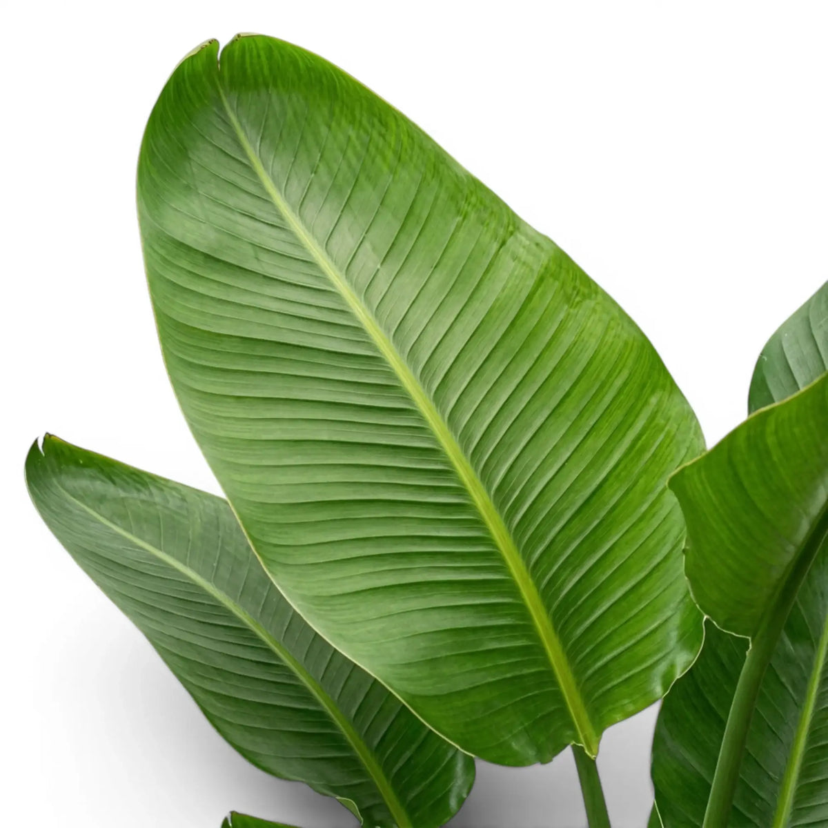 Close-up of Strelitzia nicolai foliage on white background