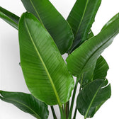 Close-up of Strelitzia nicolai foliage on white background