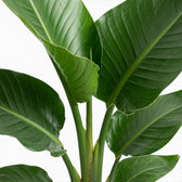 Close-up of Strelitzia nicolai foliage on white background