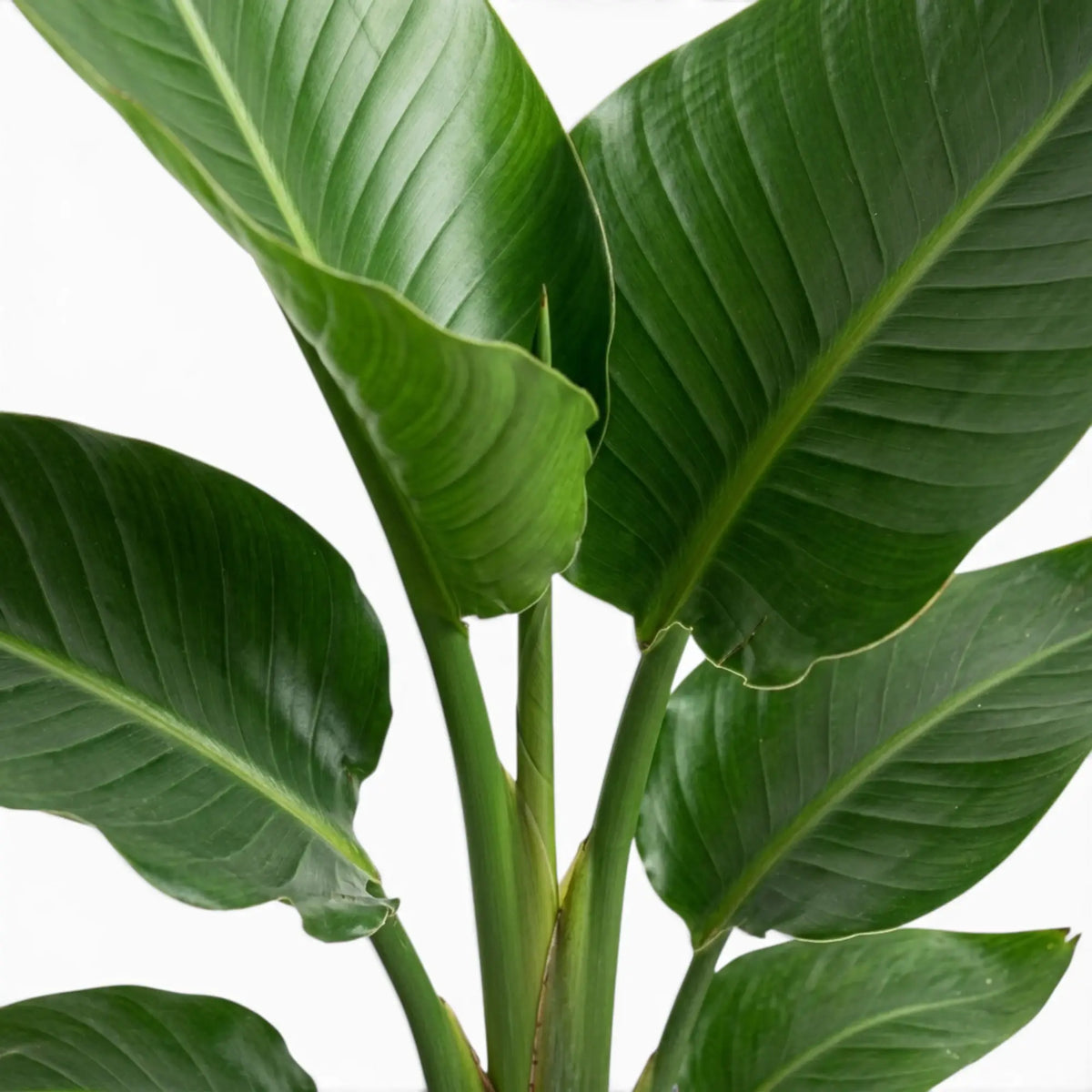 Close-up of Strelitzia nicolai foliage on white background