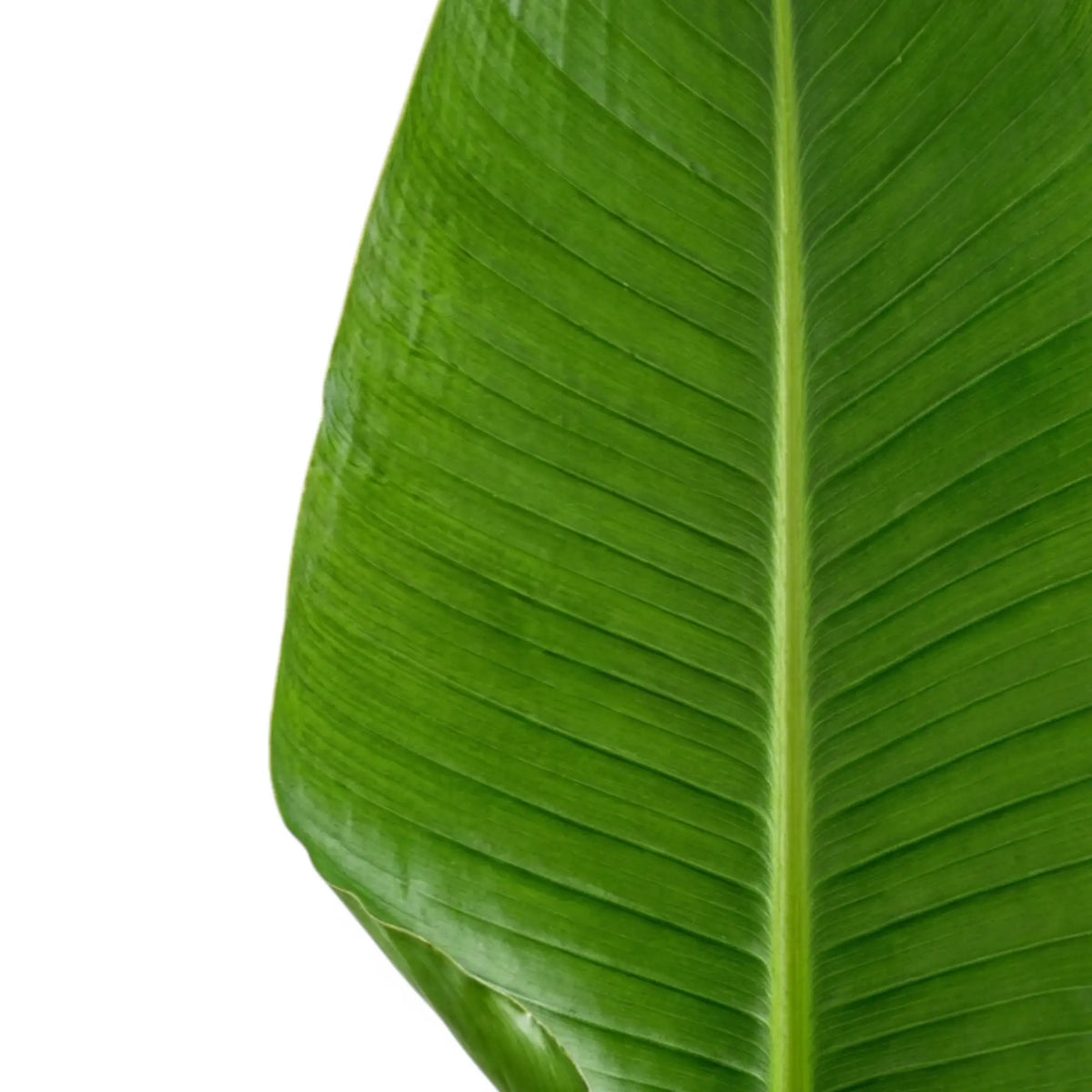 Close-up of Strelitzia nicolai leaves on white background