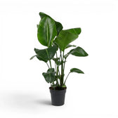 Large Strelitzia nicolai plant in a nursery pot on white background