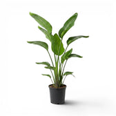 Large Strelitzia nicolai plant in a nursery pot on white background
