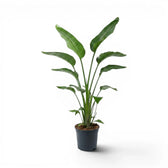 Large Strelitzia nicolai plant in a nursery pot on white background