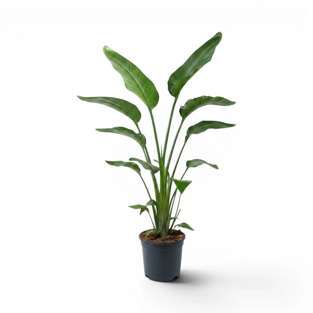 Large Strelitzia nicolai plant in a nursery pot on white background