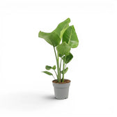 Medium Strelitzia nicolai plant in a nursery pot on white background