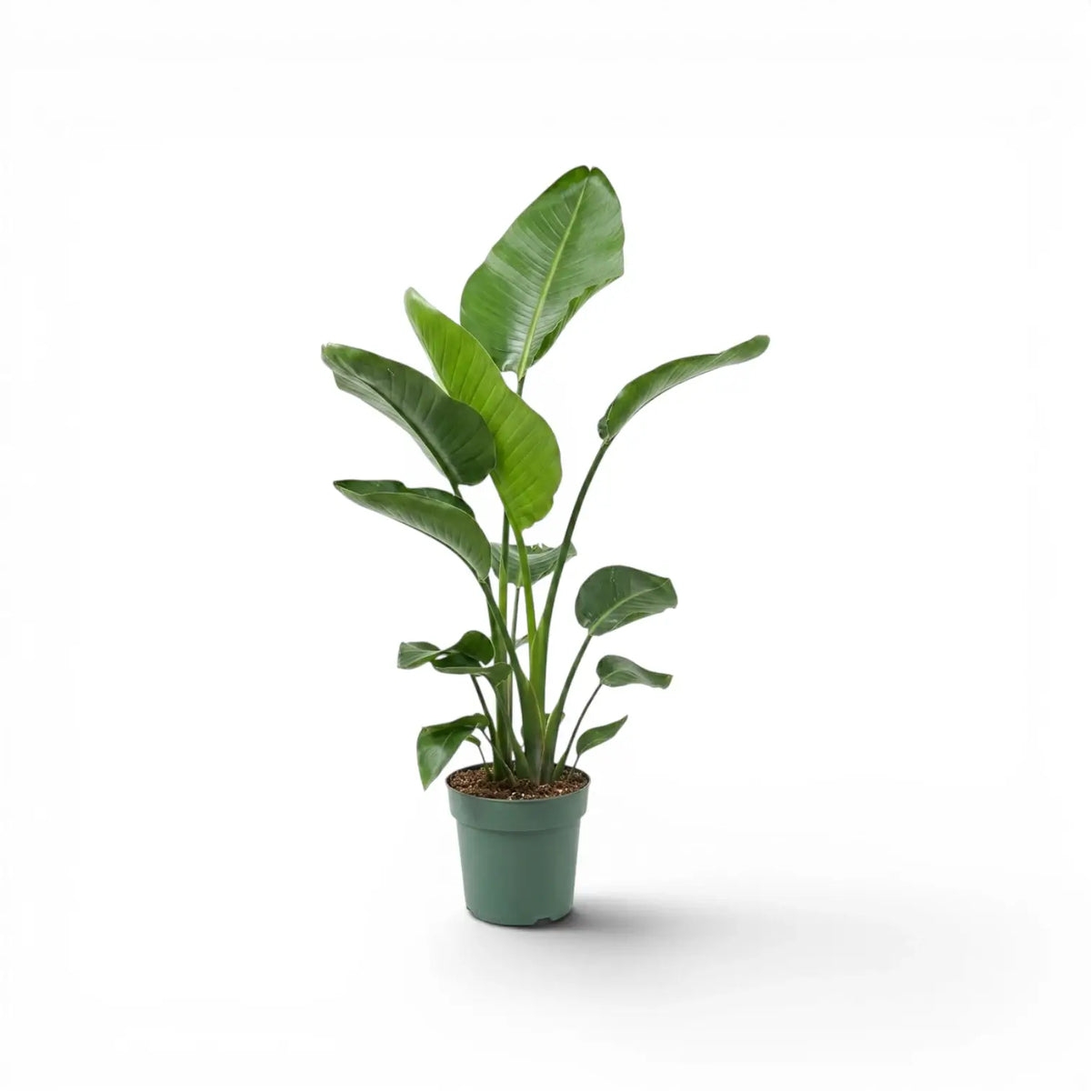Medium Strelitzia nicolai plant in a nursery pot on white background