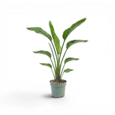 Medium Strelitzia nicolai plant in a nursery pot on white background
