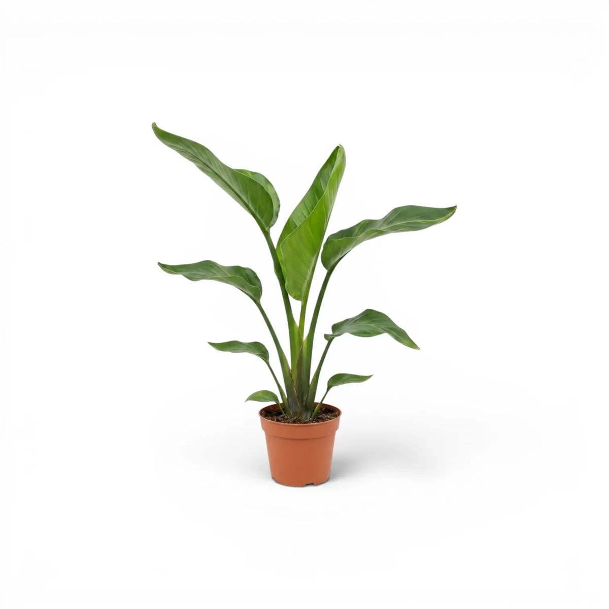Small Strelitzia nicolai plant in a nursery pot on white background