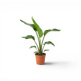 Small Strelitzia nicolai plant in a nursery pot on white background