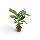 Small Strelitzia nicolai plant in a nursery pot on white background
