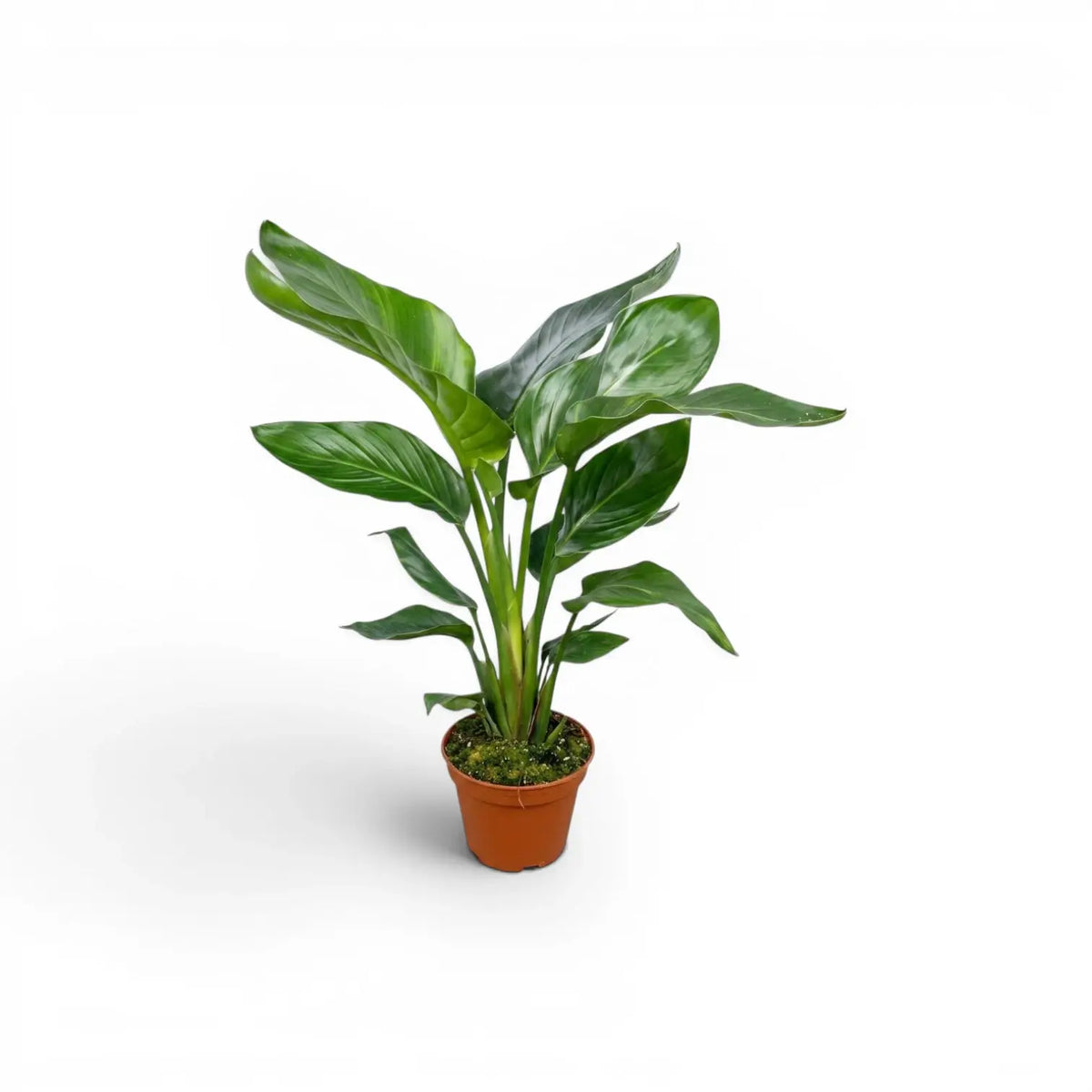 Small Strelitzia nicolai plant in a nursery pot on white background