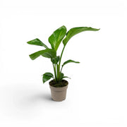 Small Strelitzia nicolai plant in a nursery pot on white background