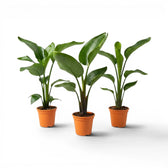 Small Strelitzia nicolai plant in a nursery pot on white background
