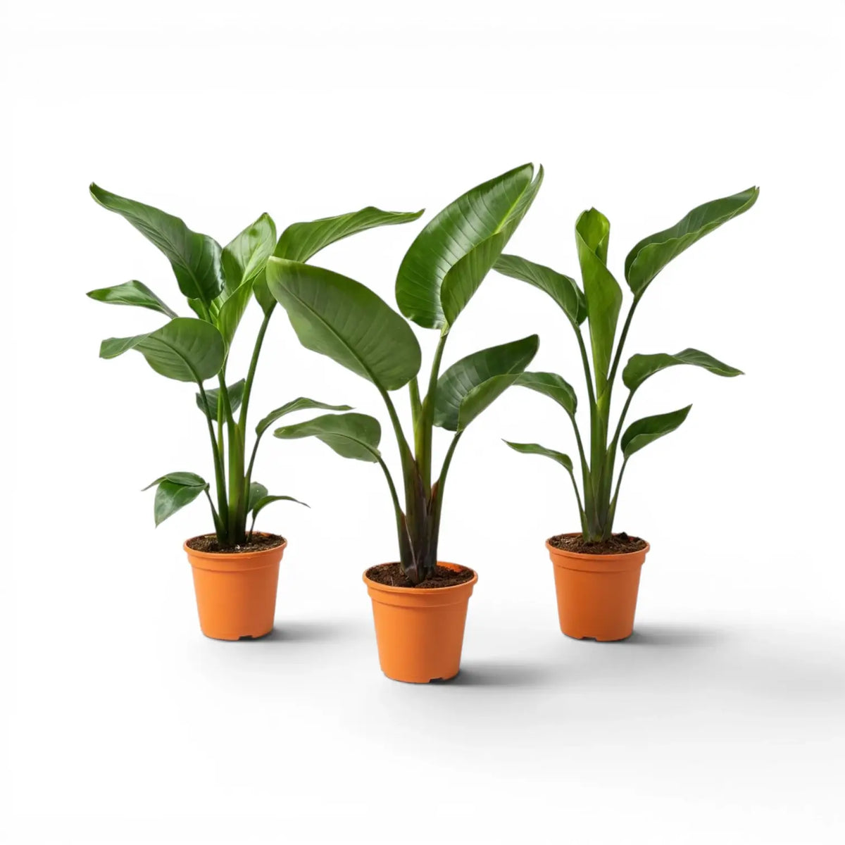Small Strelitzia nicolai plant in a nursery pot on white background