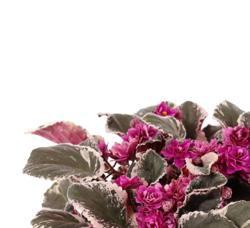 Streptocarpus sect. Saintpaulia 'Hovariagata'.