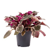Streptocarpus sect. Saintpaulia 'Hovariagata'.