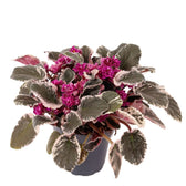 Streptocarpus sect. Saintpaulia 'Hovariagata'.