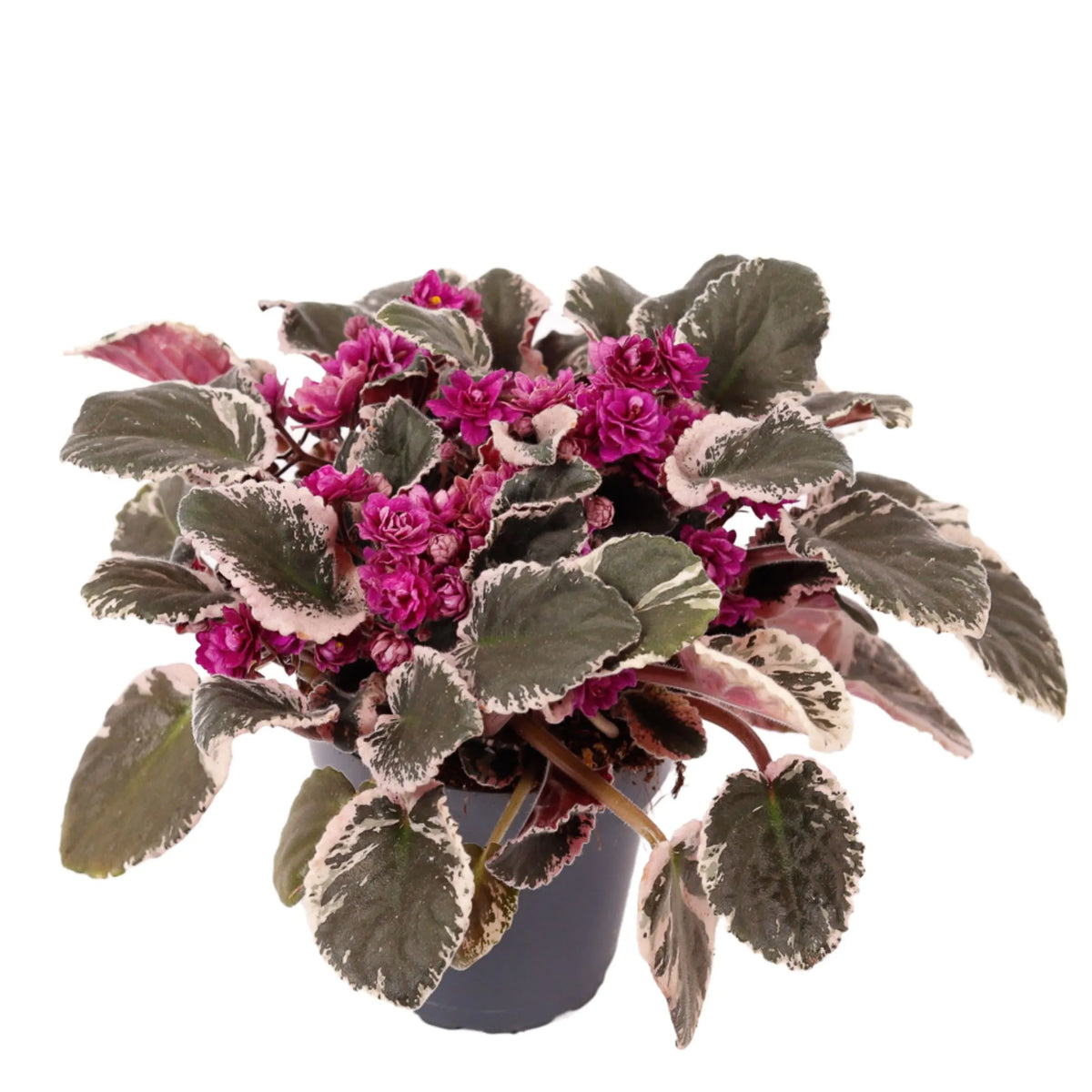Streptocarpus sect. Saintpaulia 'Hovariagata'.