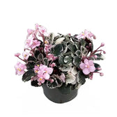 Streptocarpus sect. Saintpaulia 'Little Love Pink' on white background.