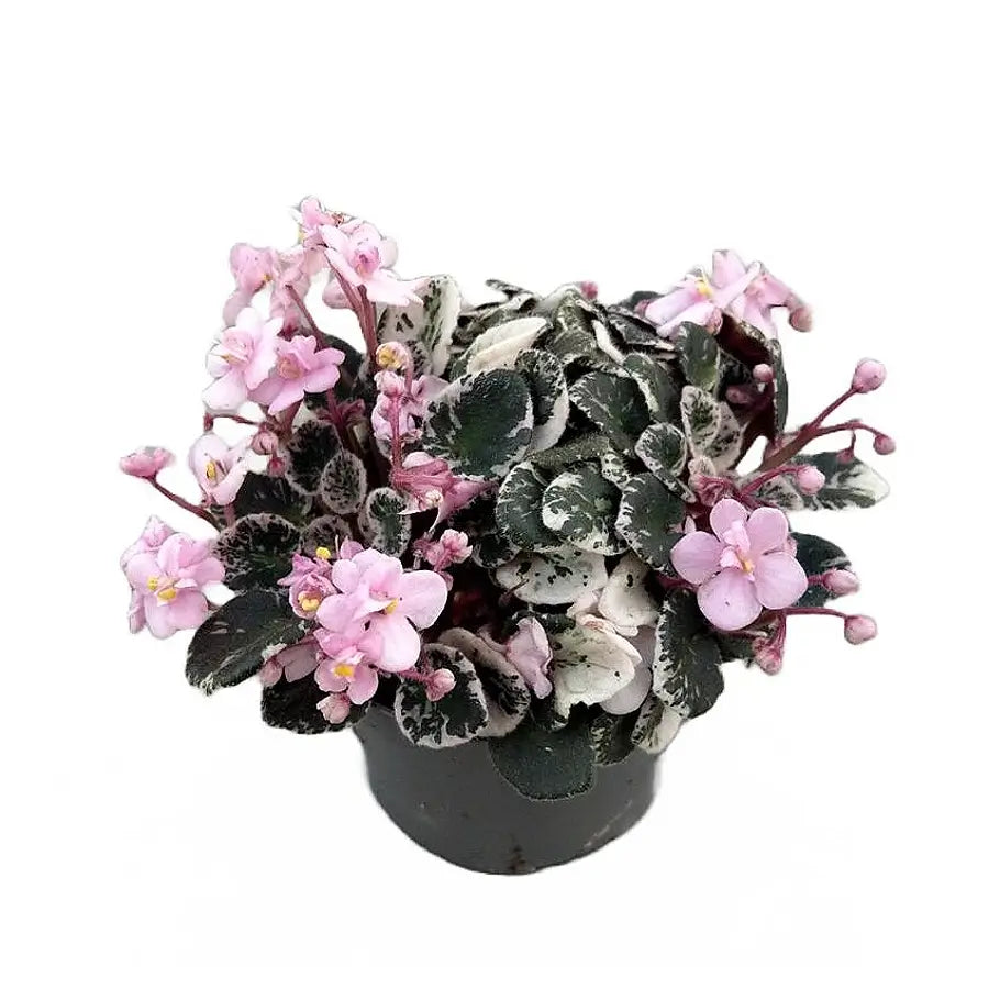Streptocarpus sect. Saintpaulia 'Little Love Pink' on white background.
