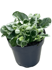 Streptocarpus sect. Saintpaulia 'Snowdrop' on white background.