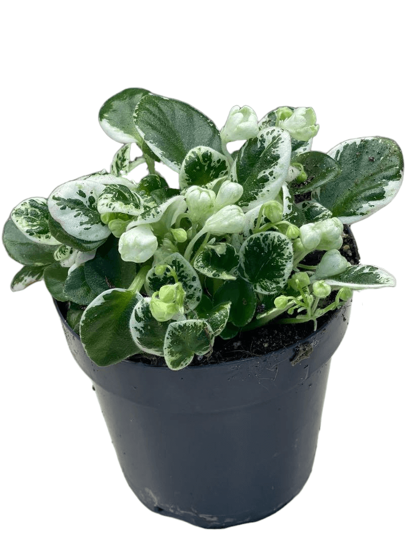 Streptocarpus sect. Saintpaulia 'Snowdrop' on white background.