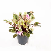 Streptocarpus sect. Saintpaulia 'Tiamat' on white background.