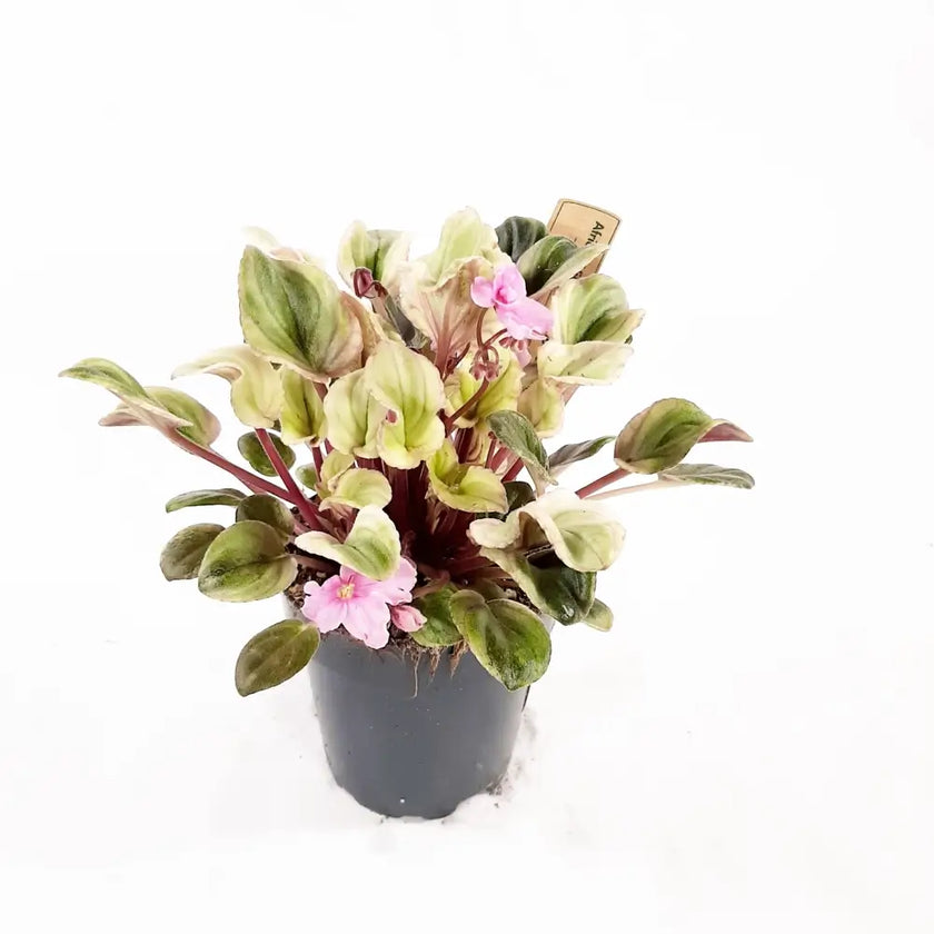Streptocarpus sect. Saintpaulia 'Tiamat' on white background.