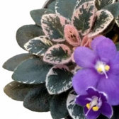 Streptocarpus sect. Saintpaulia 'Little Love Blue' main product photo on white background.