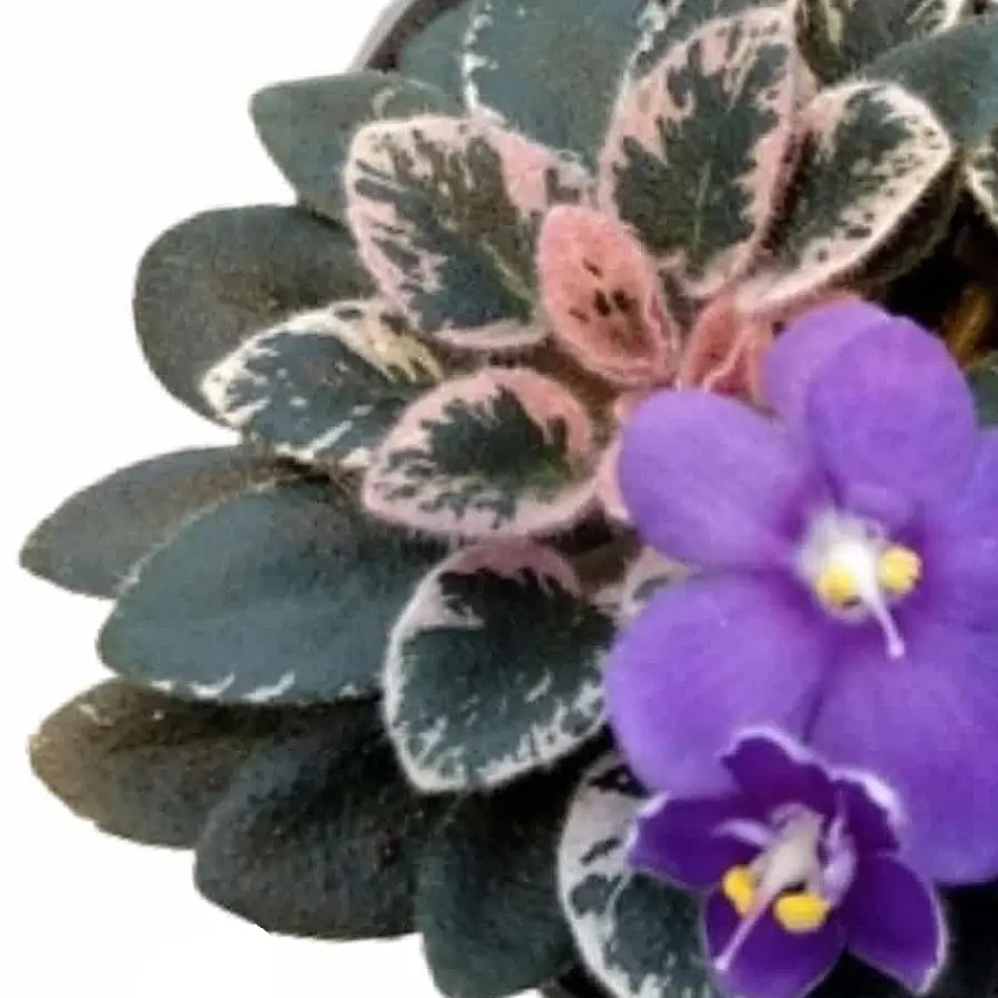 Streptocarpus sect. Saintpaulia 'Little Love Blue' main product photo on white background.