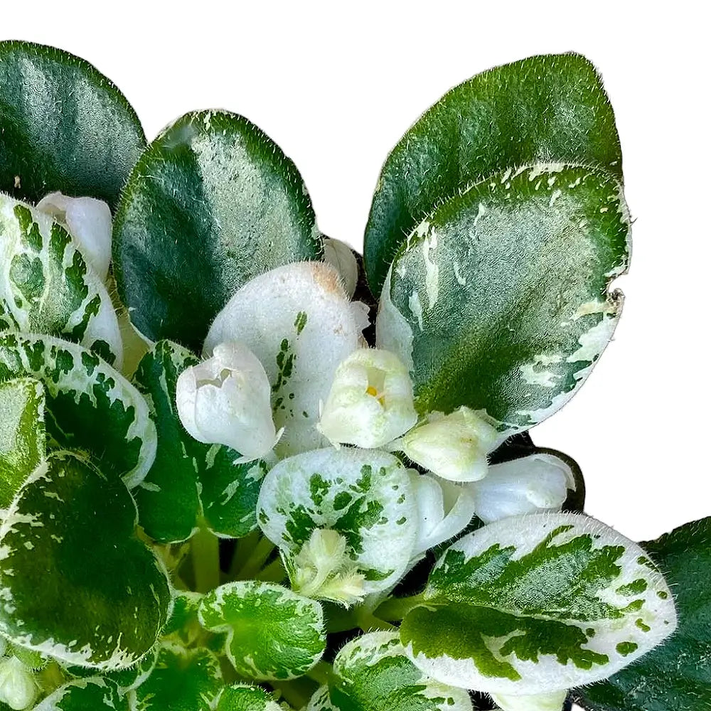 Streptocarpus sect. Saintpaulia 'Snowdrop' main product photo on white background.