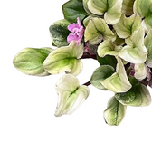 Streptocarpus sect. Saintpaulia 'Tiamat' main product photo on white background.