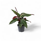 Stromanthe thalia 'Magic Star' potted plant in nursery pot on white background.