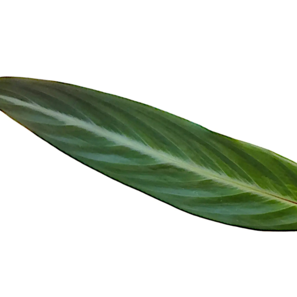 Stromanthe thalia 'Stripestar' – Blattdetail vor weißem Hintergrund..